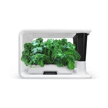 Load image into Gallery viewer, AS9004 Blue Curled Kale (8 capsules)

