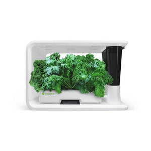 AS9004 Blue Curled Kale (8 capsules)