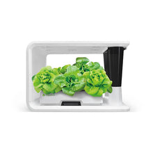 Load image into Gallery viewer, AS9010 Butterhead (8 Capsules)
