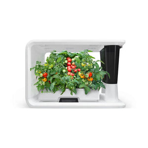 AS9006 Cherry Tomato (8 Capsules)