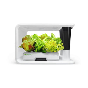 AS9001 Lettuce Selected (8 Capsules)