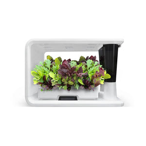 AS9005 Mixed Baby Leafs (8 Capsules)