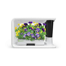 Load image into Gallery viewer, AS9018 Viola (8 Capsules)
